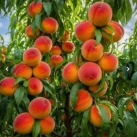 نمایندگی رسمی کود و محصولات کروا