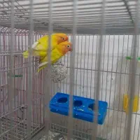 جفت مرغ عشق رام و جفت کوتوله معاوضه با هلندی