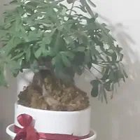 تابلو چشمک زن نو