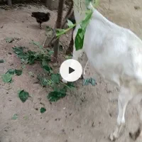 بز سانن شیری
