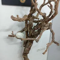 درختچه درخت پرنده وسایل پرنده
