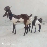 بز پاکستانی اصل