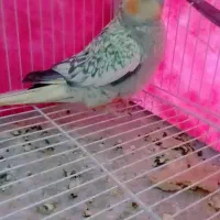 نر و ماده عروس هلندی