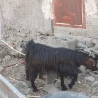 تروشت گوهدگ سالم و چاق  معاوضه با بز جوان محلی