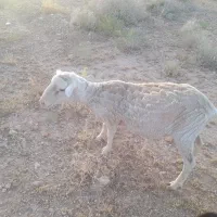 بره قوچ