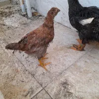اردک وجوجه ۳ ماهه