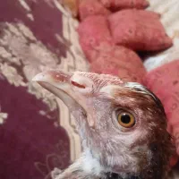 جوجه خروس دورگ