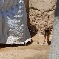 توله سگ