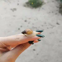 بچه دوماهه آچاتینا