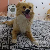 سگ پاکوتاه