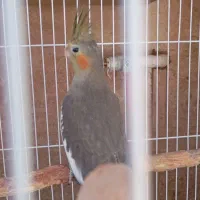 عروس هلندی گم شده