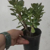 گل‌های آپارتمانی