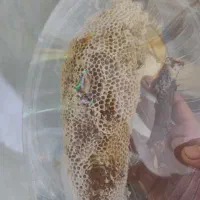 کوهی