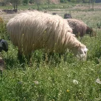 17راس گوسفند زاییده
