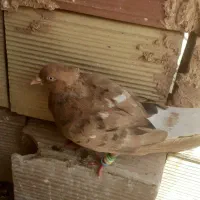 نر ماده دوم سفید فروشی سبزوار ارسال