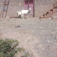 بز سانن