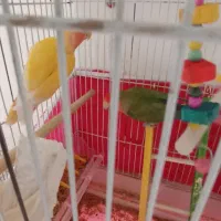 کوتوله برزیلی جفت با جوجه عروس هلندی رو تخم