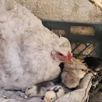 تخم نطفه دار نژاد گلین لری