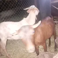 نربز سانن،