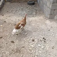 بوقلمون یک ساله