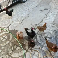 ۶عدد مرغ تخمگذار و یک عدد خروس لاری