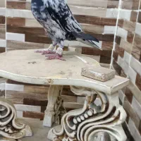 کوهی|پرنده|کارون, |دیوار