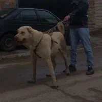 واگذاری سگ عراقی(پژدر)