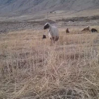 قوچ یا ورن  اصیل سنجابی