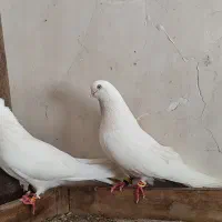 کبوتر  سفید