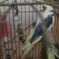عروس هلندی ابلق