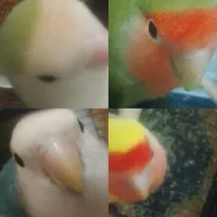 پرنده