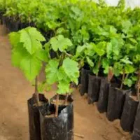 انگور خارجی / موسکات /
