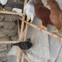 پرنده