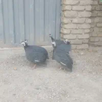 چهار عدد مرغ شاخ دار