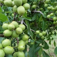 باغ انگور و میوه