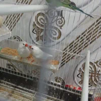 جفت فنچ