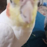 عروس هلندی گم