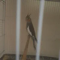 جوجه عروس هلندی دانه خور