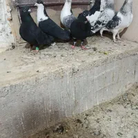 نرسوراخ