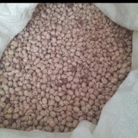 ۵۰۰کیلو لوبیا چیتی کوشا