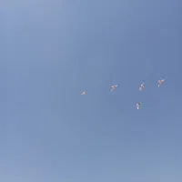 کبوتر|پرنده|نیشابور, مازول|دیوار
