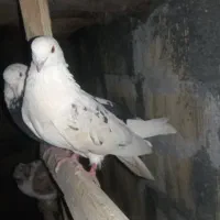 کبوتر|پرنده|کامیاران, |دیوار