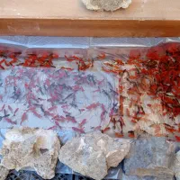 ماهی عمده|ماهی|سنندج, |دیوار