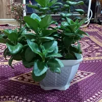 گا قاشقی|گل و گیاه طبیعی|تربتحیدریه, حاجی یار|دیوار