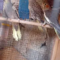 عروس هلندی