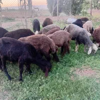 فروش ۱۸ راس بره نر