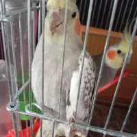 عروس هلندی جفت