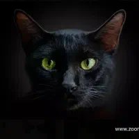 واگذاری گربه بیمار