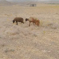 قوچ سنجابی
