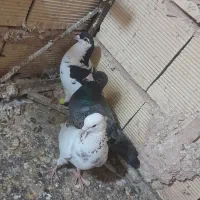 کفتر پرشی
